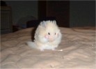 Hamster Photo Nr. 102