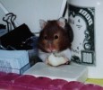 Hamster Photo Nr. 105