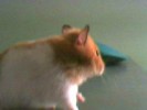 Hamster Photo Nr. 108