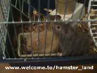 Hamster Photo Nr. 10