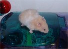 Hamster Photo Nr. 114