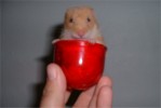 Hamster Photo Nr. 116