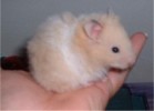 Hamster Photo Nr. 118