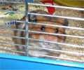 Hamster Photo Nr. 120