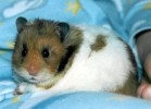 Hamster Photo Nr. 121