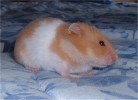 Hamster Photo Nr. 122