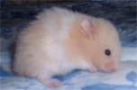 Hamster Photo Nr. 124