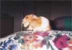 Hamster Photo Nr. 128
