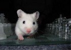 Hamster Photo Nr. 131