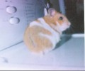 Hamster Photo Nr. 135