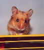 Hamster Photo Nr. 136
