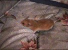 Hamster Photo Nr. 138