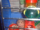 Hamster Photo Nr. 139