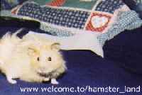 Hamster Photo Nr. 13