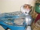 Hamster Photo Nr. 144
