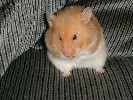 Hamster Photo Nr. 153