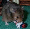 Hamster Photo Nr. 155