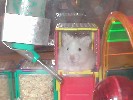 Hamster Photo Nr. 157