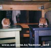 Hamster Photo Nr. 15