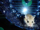 Hamster Photo Nr. 161
