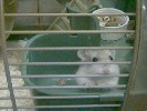 Hamster Photo Nr. 164