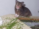 Hamster Photo Nr. 177
