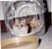 Hamster Photo Nr. 189