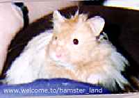 Hamster Photo Nr. 18