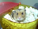 Hamster Photo Nr. 194