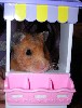 Hamster Photo Nr. 197