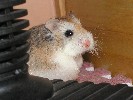 Hamster Photo Nr. 201
