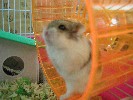 Hamster Photo Nr. 204