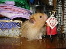 Hamster Photo Nr. 206