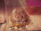 Hamster Photo Nr. 211