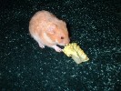 Hamster Photo Nr. 212