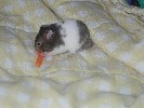 Hamster Photo Nr. 215
