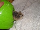 Hamster Photo Nr. 229