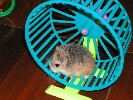 Hamster Photo Nr. 231