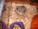 Hamster Photo Nr. 246