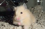 Hamster Photo Nr. 247