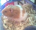 Hamster Photo Nr. 250