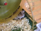 Hamster Photo Nr. 252