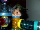 Hamster Photo Nr. 254