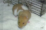 Hamster Photo Nr. 262