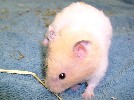 Hamster Photo Nr. 263
