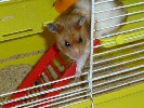 Hamster Photo Nr. 266