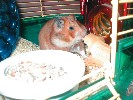 Hamster Photo Nr. 267