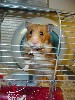 Hamster Photo Nr. 271