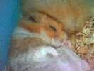 Hamster Photo Nr. 272