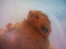 Hamster Photo Nr. 273